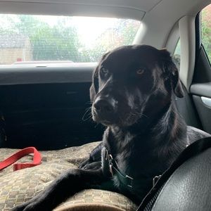 Meet your Posher, Morgan